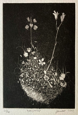 34: Hyacinths
Aquatint and Etching
25 of 30 2002 
15 x 10 cm
£50