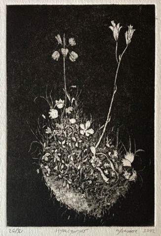 35: Hyacinths
Aquatint and Etching
26 of 30 2002 
15 x 10 cm
£50