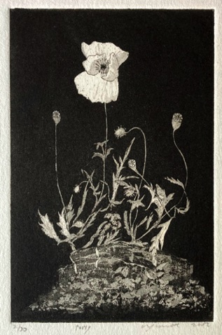 36: Poppy
Aquatint and Etching
2 of 30 2002 
15 x 10 cm
£50