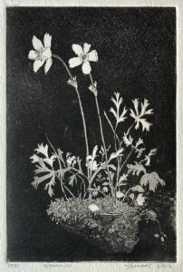 Anemones