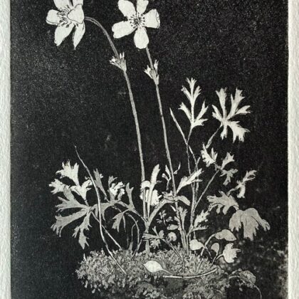 Anemones
