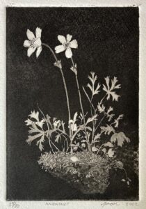 Anemones
