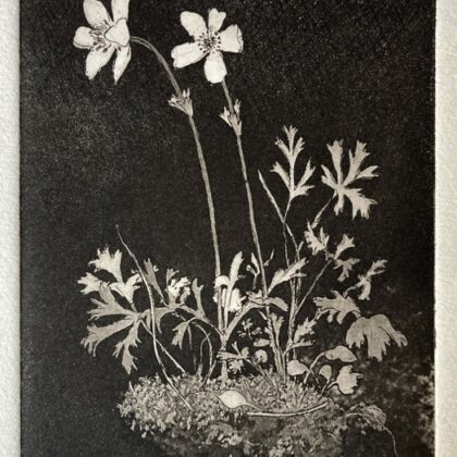 Anemones