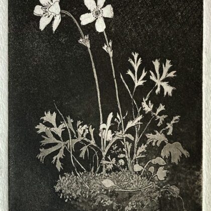 Anemones