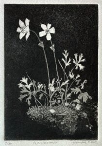 Anemones