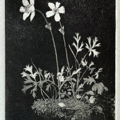 Anemones