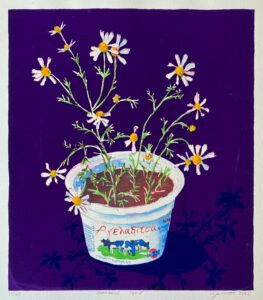 Chamomile Cows