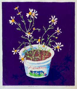 Chamomile Cows