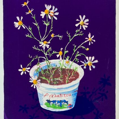 Chamomile Cows