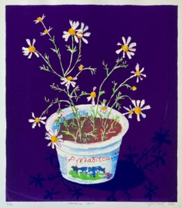Chamomile Cows