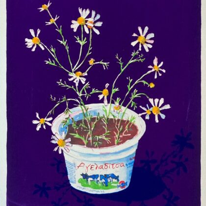 Chamomile Cows