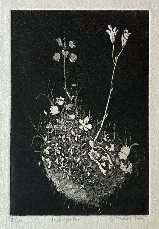 Hyacinths (Hyacynths)