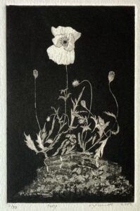 Poppy