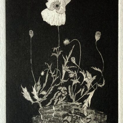 Poppy