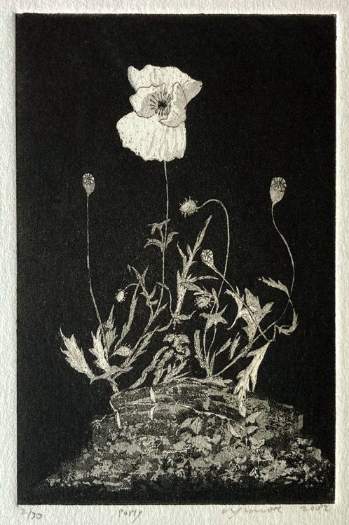 Poppy