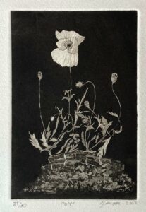 Poppy