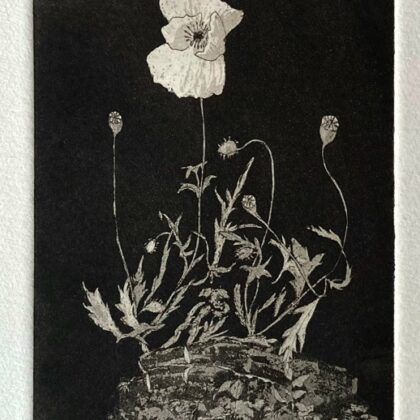 Poppy