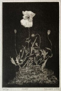 Poppy